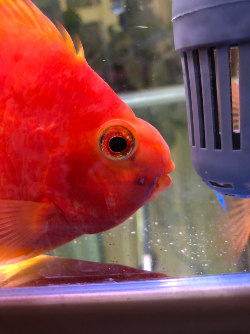 血鸚鵡魚_血鸚鵡魚的正確養法_血鸚鵡魚壽命有多長