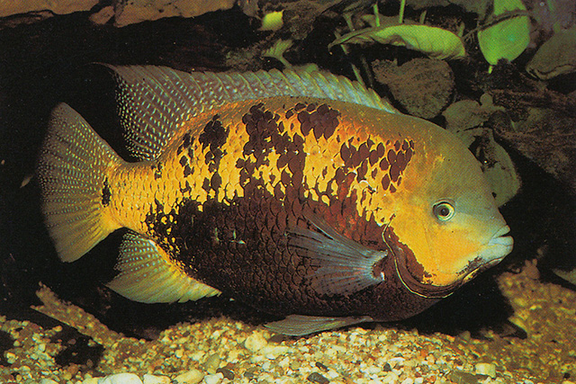 血鸚鵡魚適合多少°C水溫_血鸚鵡魚_血鸚鵡魚壽命有多長