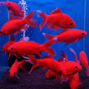 血鸚鵡魚壽命有多長_血鸚鵡魚_血鸚鵡魚變白了怎么辦