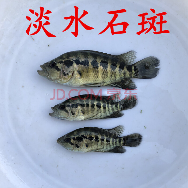 十大最好吃的海魚_好吃海魚有哪些品種_好吃海魚排名