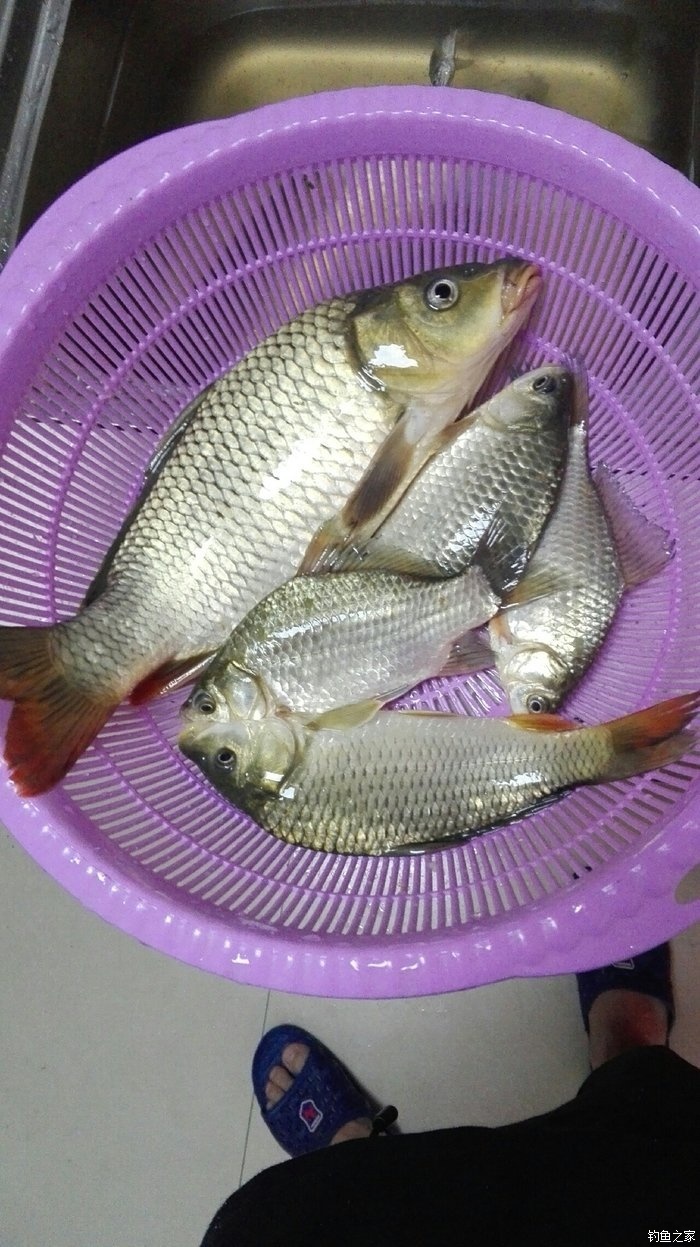 釣鯉魚用什么餌料最好_釣鯉魚用什么鉤子好_怎樣釣鯉魚