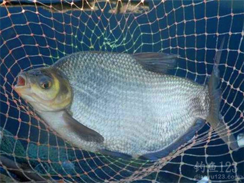 化氏釣魚學院教學視頻教程_化氏釣技訓練營_化氏釣魚培訓班