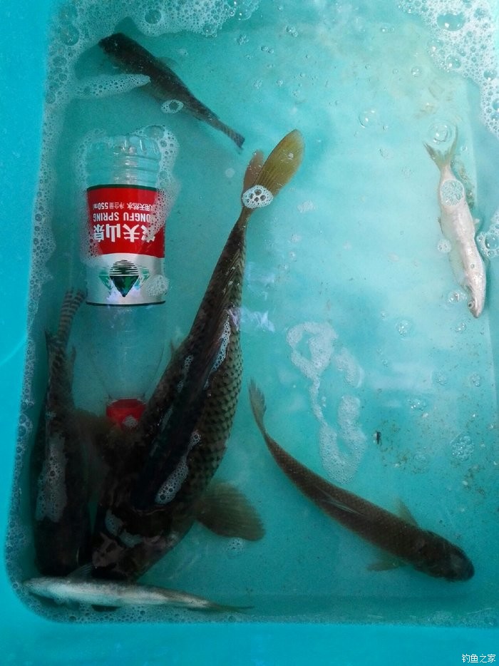 化氏釣魚學院教學視頻教程_化氏釣魚培訓班_化氏釣技訓練營