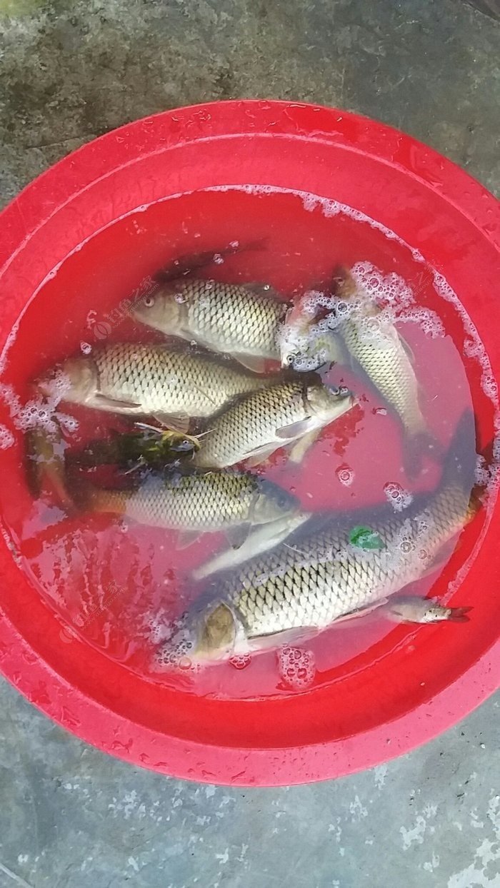 初夏釣魚位置選擇_初夏野釣_初夏釣魚