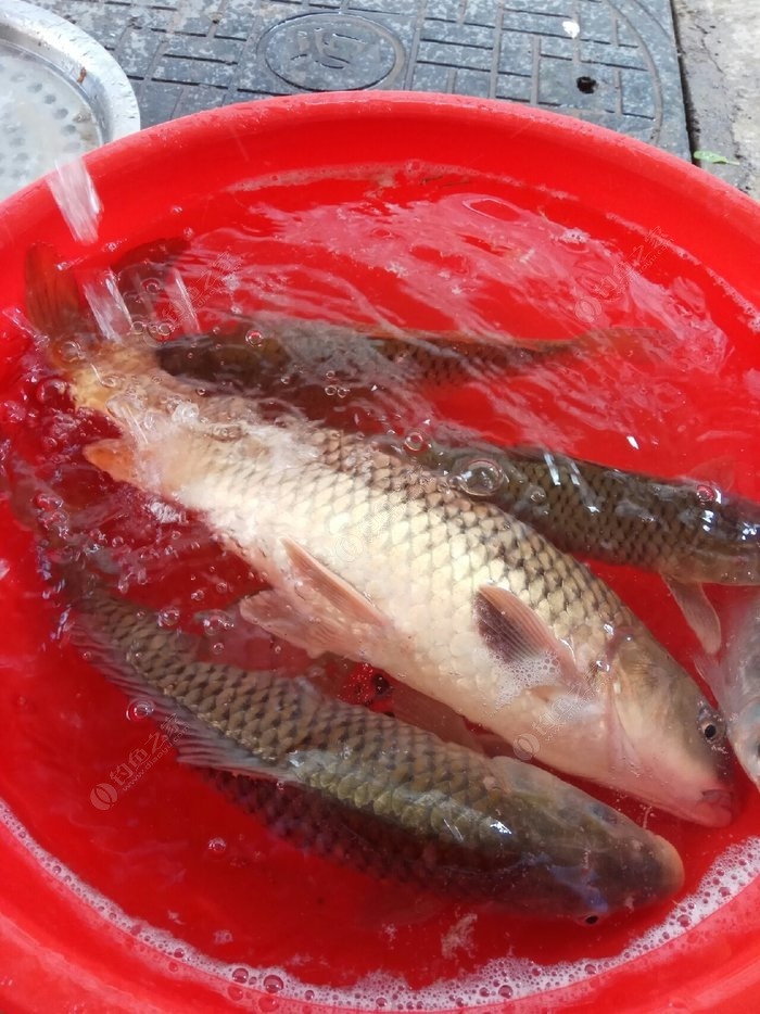 初夏釣魚位置選擇_初夏釣魚_初夏野釣