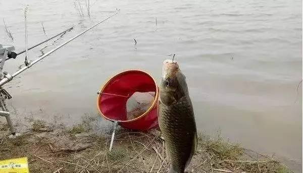 初夏野釣_初夏釣魚位置選擇_初夏釣魚