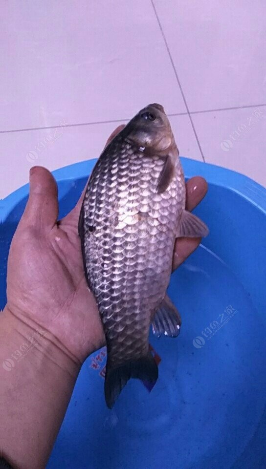 初夏釣大魚經驗_初夏釣魚技巧大全_初夏釣魚