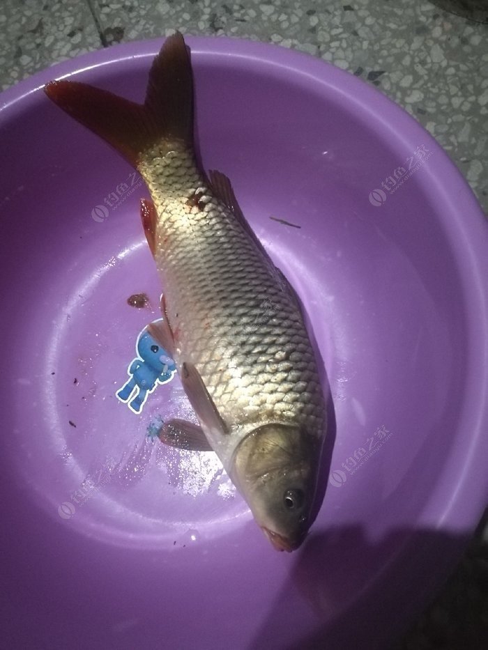 初夏釣大魚經驗_初夏釣魚技巧大全_初夏釣魚