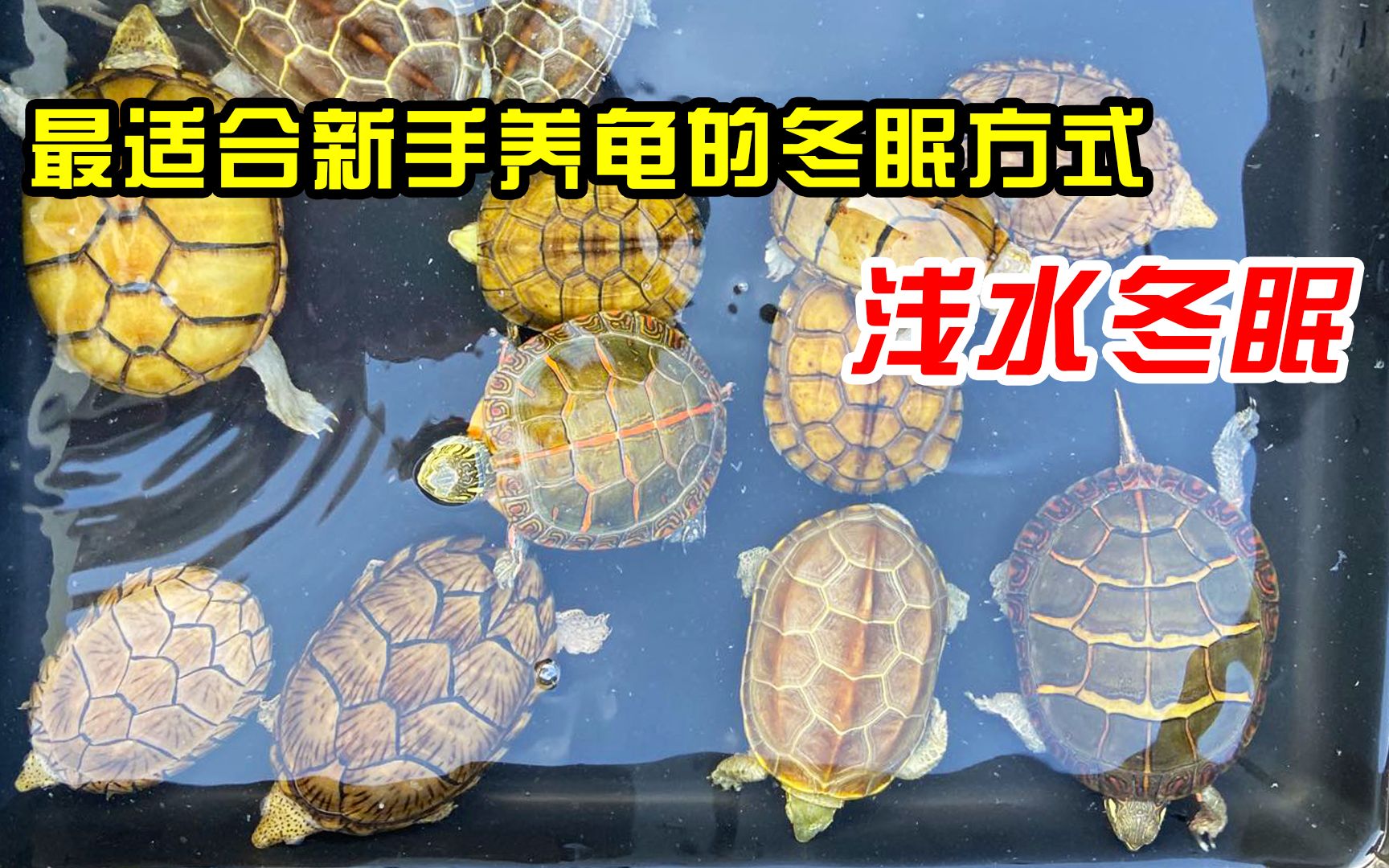 養金錢龜有什么好處_養金錢龜_養金錢龜放多少水合適