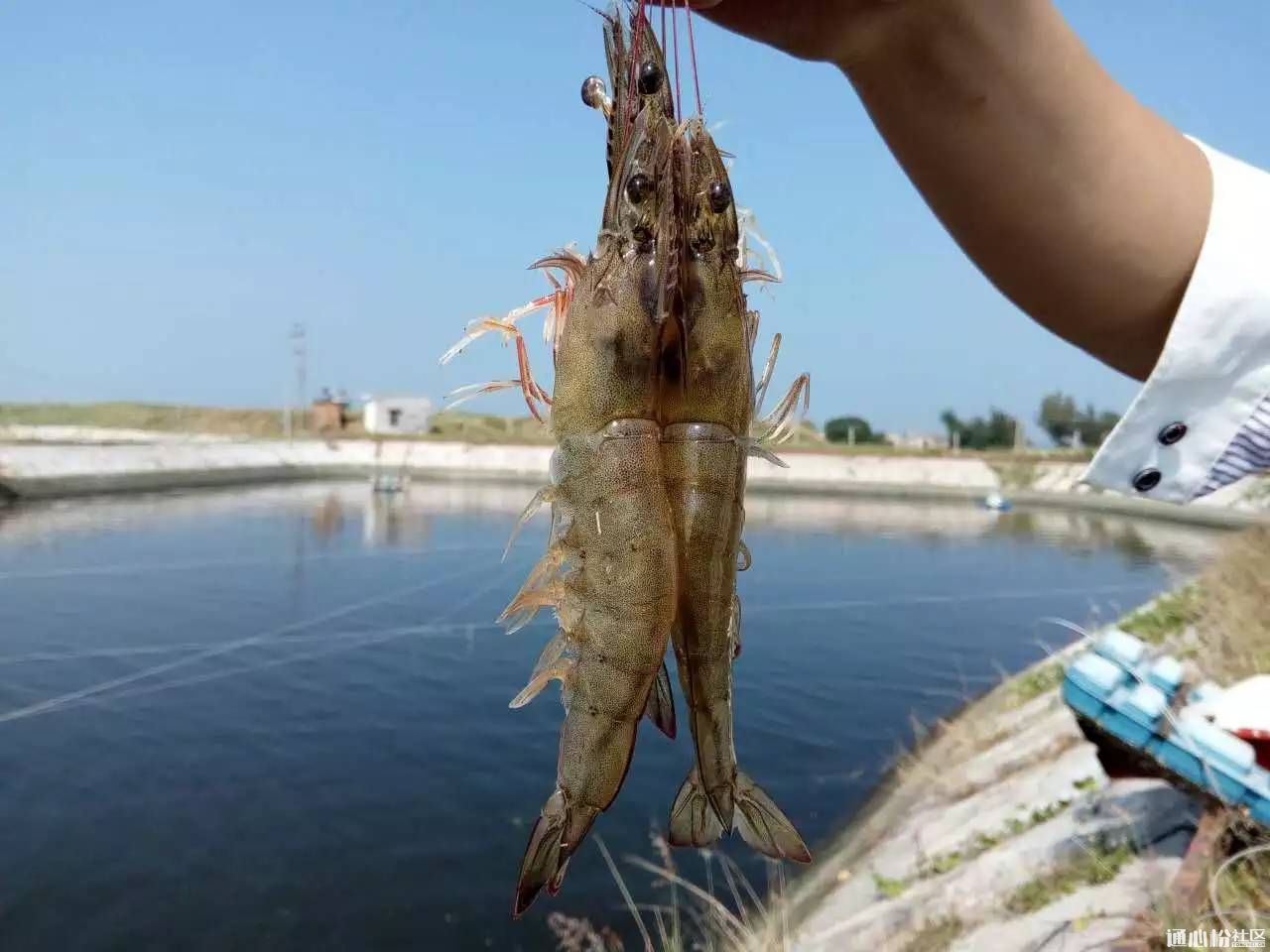 吃河蝦對身體有什么好處_河蝦吃什么_吃河蝦過敏是什么原因