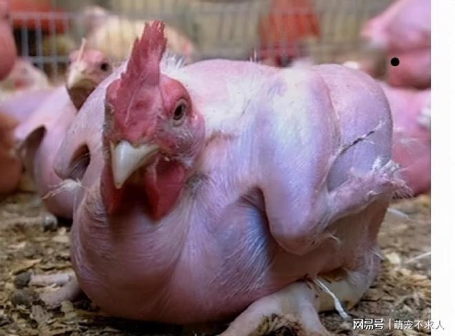 吃河蝦過敏是什么原因_吃河蝦肚子疼是怎么回事_河蝦吃什么