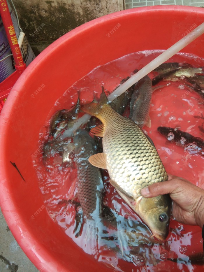 新鮮的夜麟鯛魚_新鮮的夜鱗鯛魚_新鮮鯛魚夜鱗能吃嗎