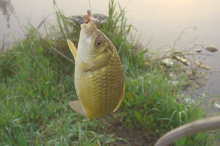 野釣鯽魚_鯽魚野釣圖片_鯽魚野釣窩料配方