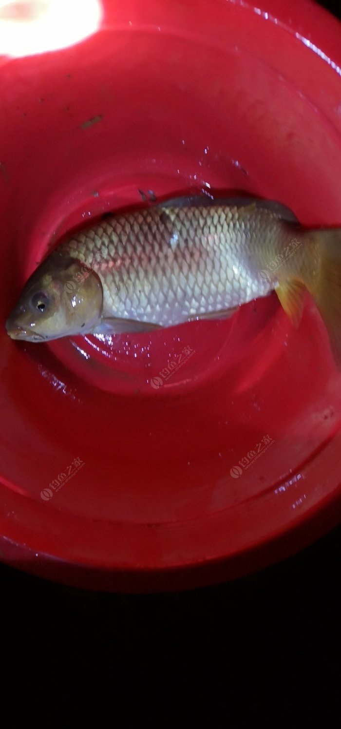 丸九冬季野釣鯉魚配方_釣鯉魚配方_釣鯉魚配方小藥