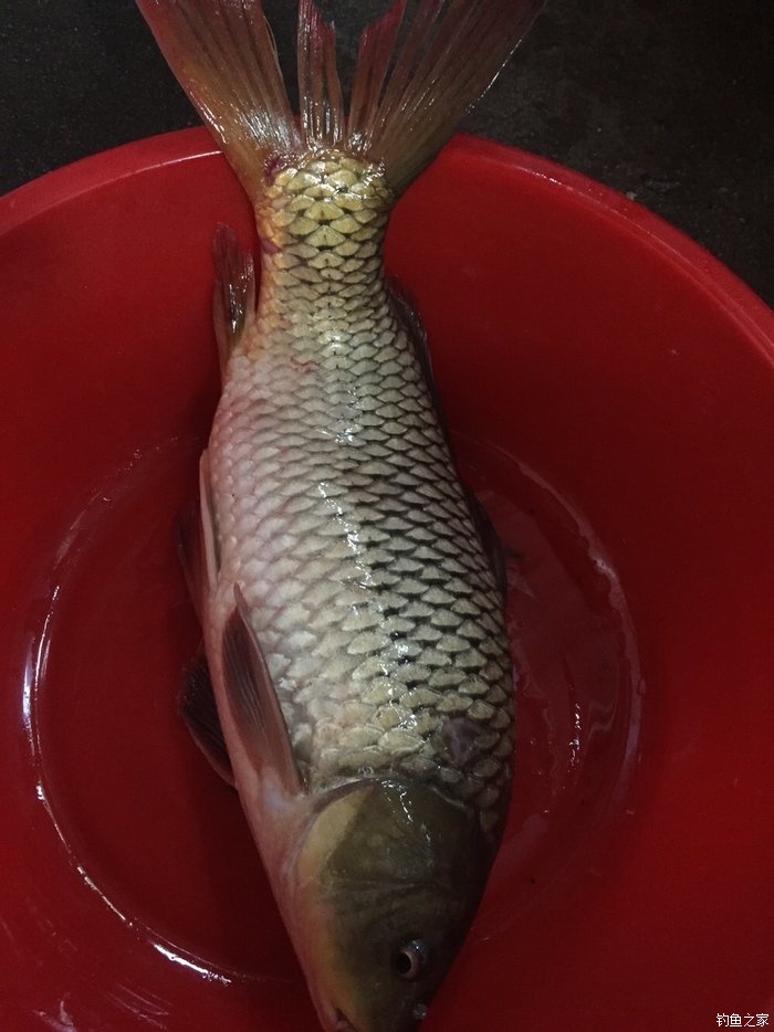 丸九冬季野釣鯉魚配方_釣鯉魚配方小藥_釣鯉魚配方