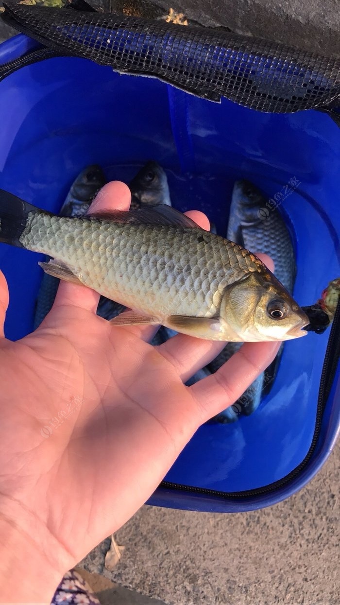 水庫釣鯽魚_釣水庫鯽魚要多長深竿_釣水庫鯽魚什么餌料好