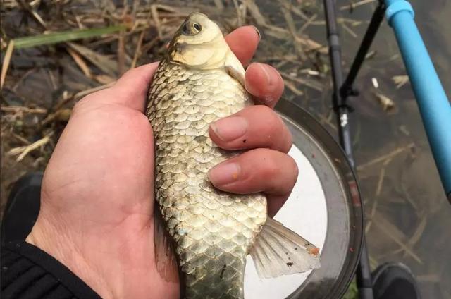 釣黃顙魚_釣黃顙魚的餌料_黃顙魚釣法