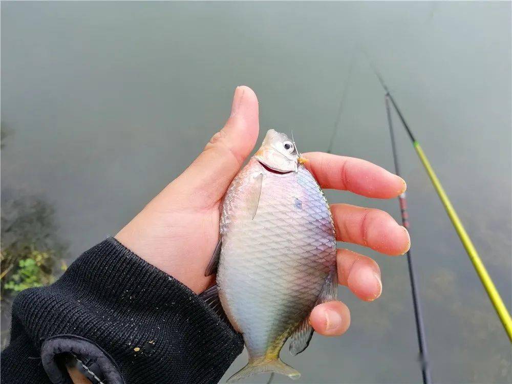 釣黃顙魚_釣黃顙魚的餌料_黃顙魚釣法