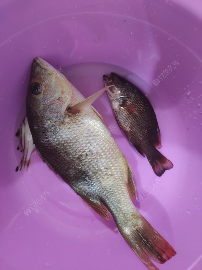 釣黃顙魚視頻_釣黃顙魚_野釣黃顙魚