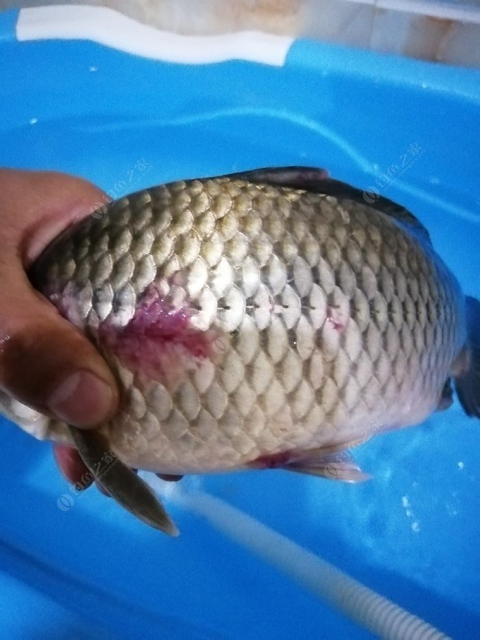 釣黃顙魚_野釣黃顙魚_釣黃顙魚視頻
