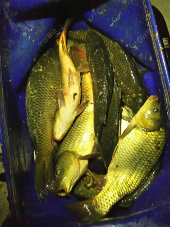 海竿釣魚的技巧_海竿釣魚技巧_釣魚技巧海竿圖片
