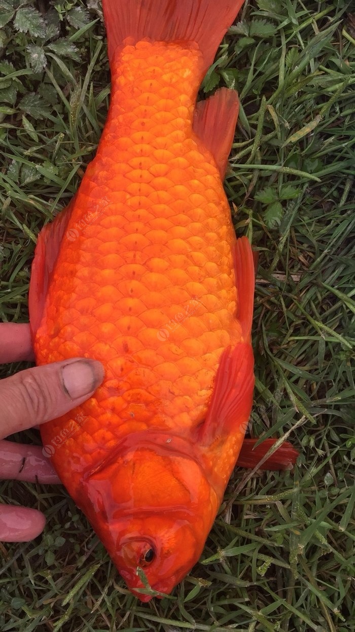 紹興釣魚_紹興釣魚網_紹興釣魚