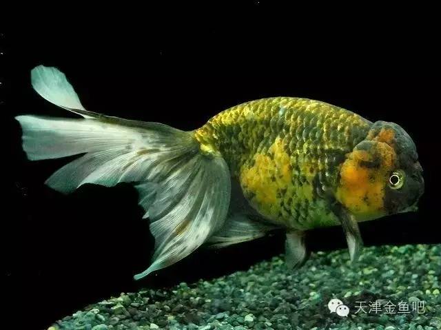 金魚品種_金魚品種介紹_常見金魚品種