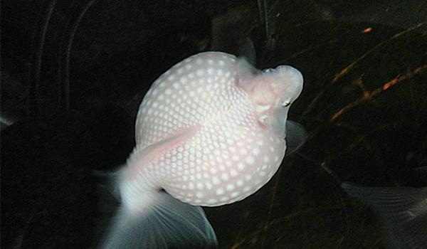 容易養的金魚品種_金魚品種_金魚品種圖片大全介紹