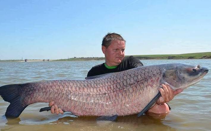 世界觀賞魚史上最早的品種，你知道嗎？