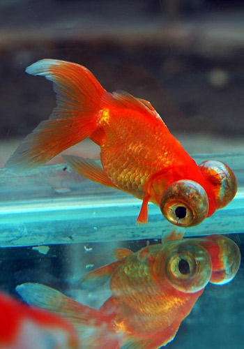 金魚品種_常見金魚品種_金魚品種大全及圖解