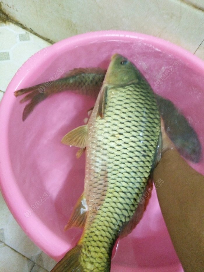 臺釣鯉魚調漂_鯉魚調漂臺釣什么魚_釣鯉魚漂怎么調法最準確