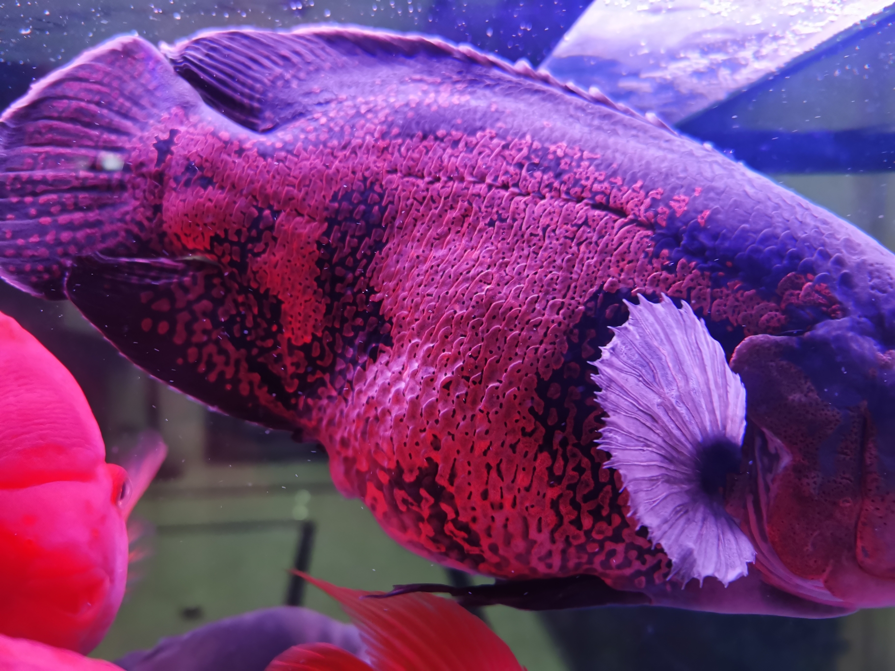地圖魚怎么養_養地圖魚有什么說法_養地圖魚吉利嗎