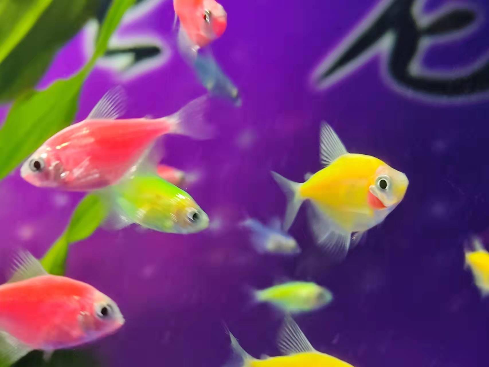 養地圖魚有什么說法_養地圖魚吉利嗎_地圖魚怎么養