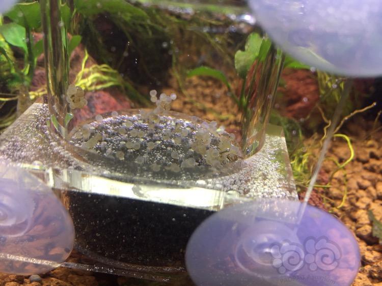 繁殖鳳尾魚賺錢嗎_鳳尾魚繁殖前兆一小時_鳳尾魚繁殖