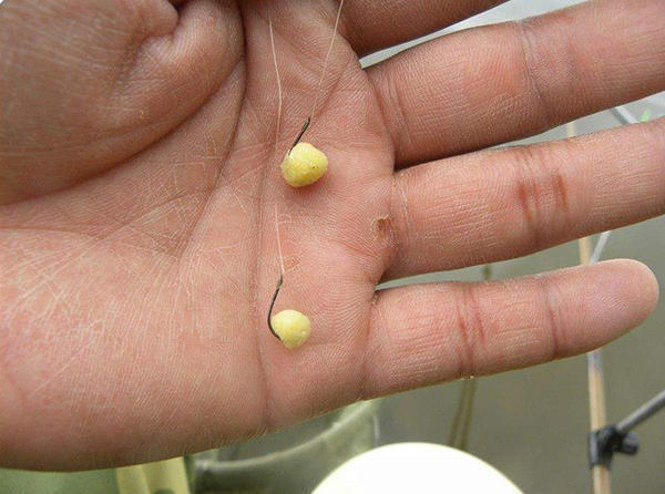 冬釣鯽魚視頻冬季野釣鯽魚視頻_冬天釣鯽魚的視頻_釣鯽魚視頻冬天