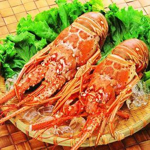 龍蝦吃什么食物_龍蝦吃什么_龍蝦吃什么食物長大最快