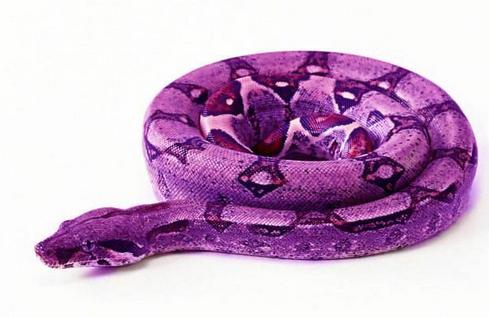 蝰蛇大家族中的成員：美麗的蝰蛇——犀咝