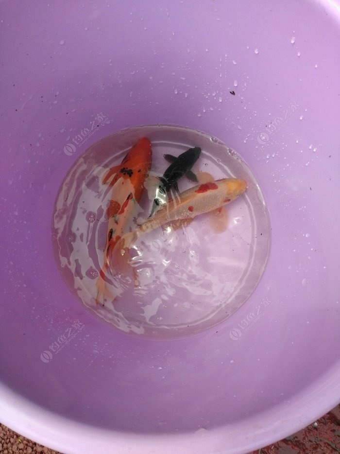 釣水庫大魚實用技術_水庫野釣大魚_水庫釣大魚