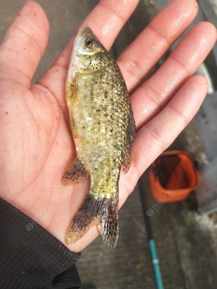 野釣老鬼餌料配方視頻_老鬼餌料_老鬼釣魚餌
