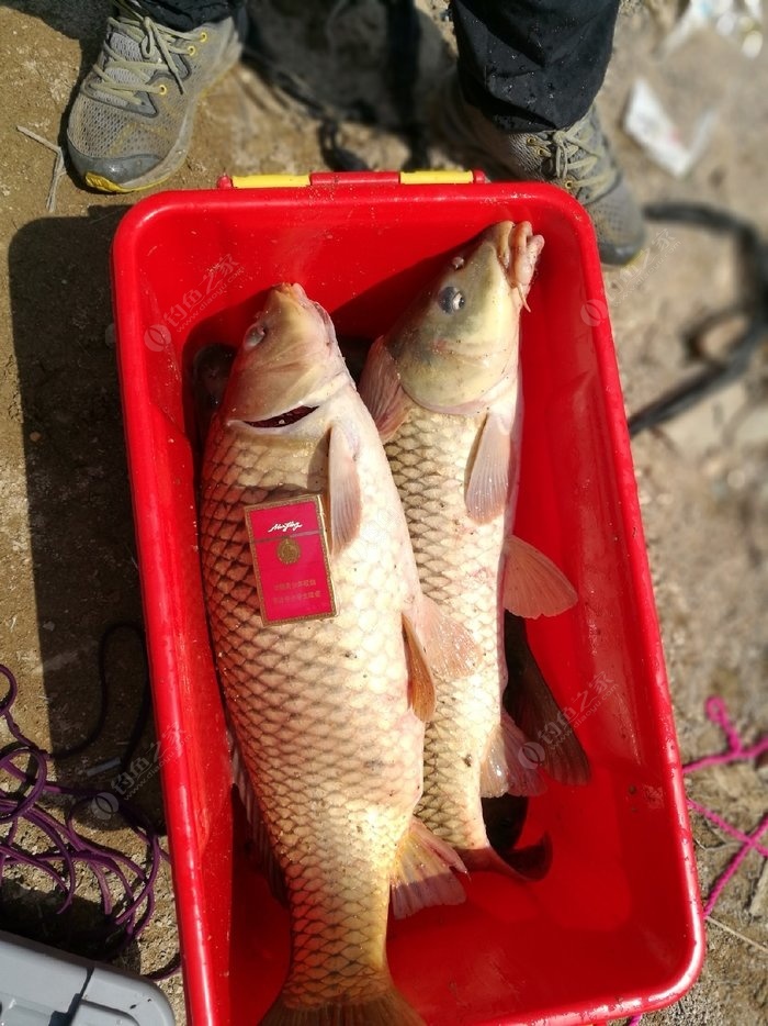 釣水庫大魚用什么樣的魚竿_釣水庫大魚用幾H魚竿_水庫釣大魚