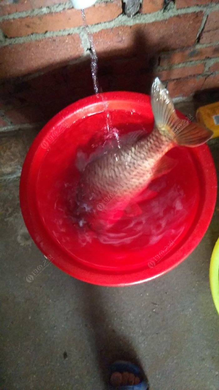 水庫釣大魚_釣水庫大魚用什么樣的魚竿_釣水庫大魚用幾H魚竿