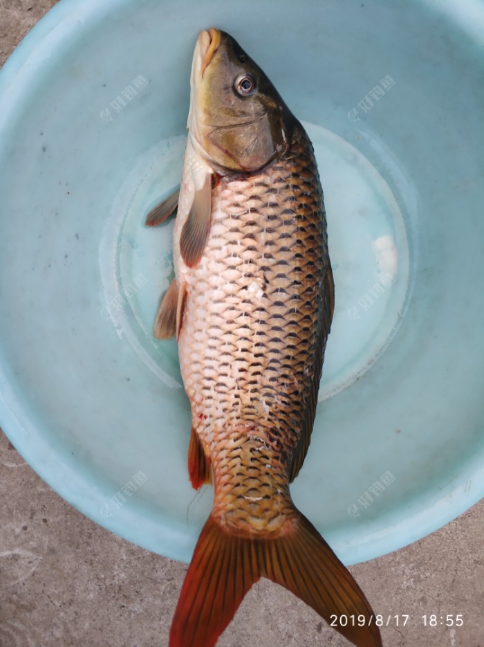 水庫釣大魚_釣水庫大魚用什么樣的魚竿_釣水庫大魚用幾H魚竿