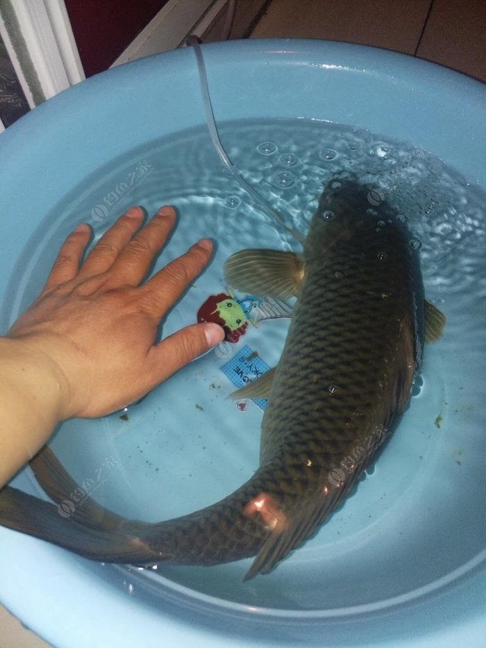 釣水庫大魚用什么樣的魚竿_釣水庫大魚用幾H魚竿_水庫釣大魚