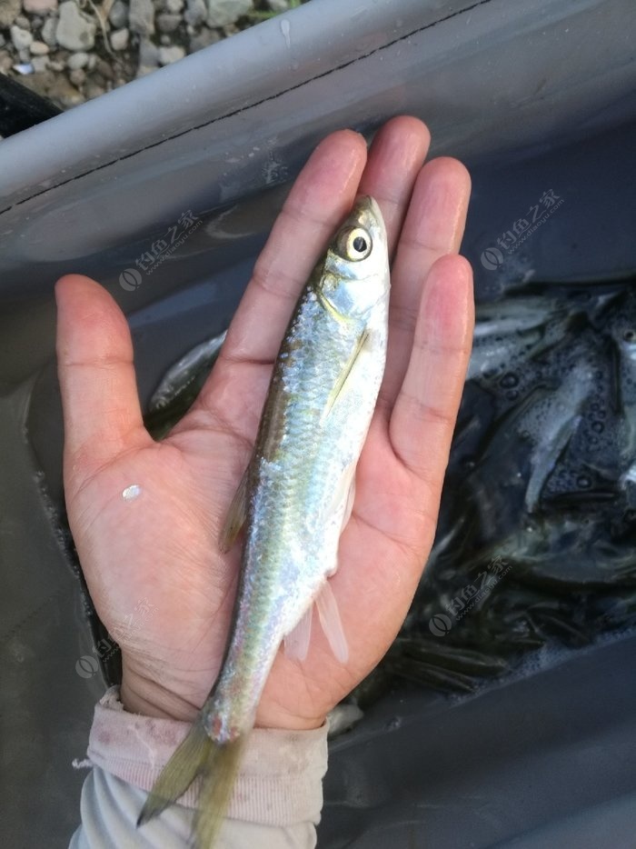 休閑益智的釣魚游戲，超多的海洋生物等你來釣魚
