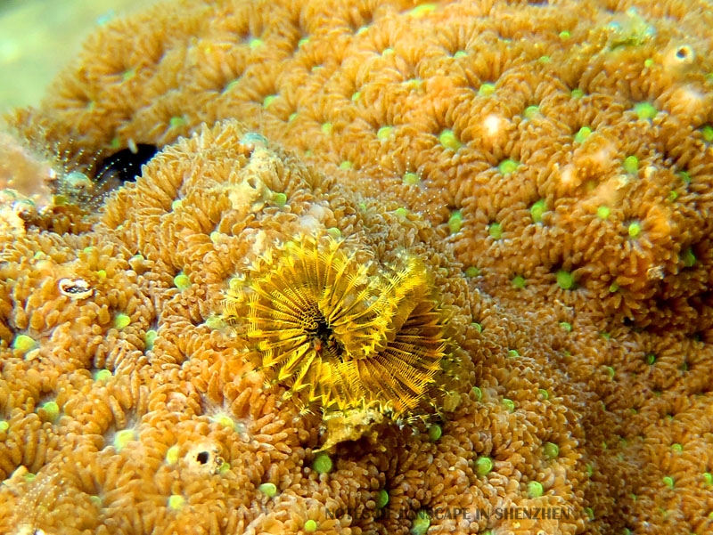珊瑚是不是生物_珊瑚生物科技有限公司_珊瑚生物學