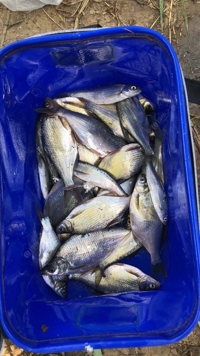 釣魚冬季一般下午幾點好釣_冬季釣魚_釣魚冬季用什么小藥最好