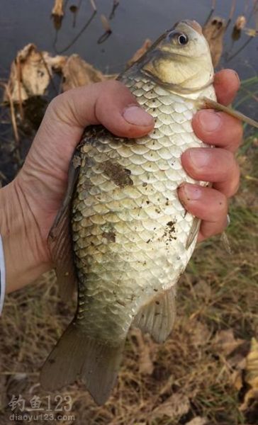 老釣手總結的冬釣絕招，你的漁獲也會翻倍