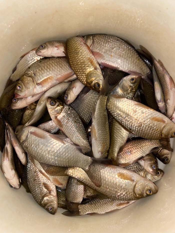 釣魚冬季用什么餌料_釣魚冬季用什么小藥最好_冬季釣魚