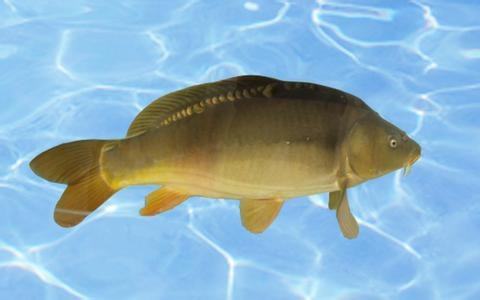 放生鯉魚的好處_鯉魚放生好嗎_鯉魚放生是的一項風俗