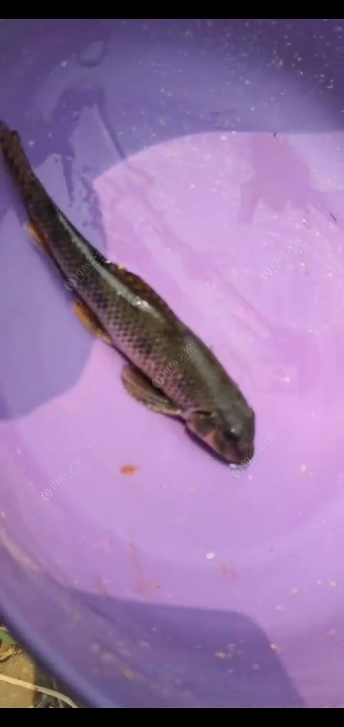 釣魚冬季用什么小藥最好_釣魚冬季是碎米好還是大米好_冬季釣魚